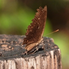 Junonia hedonia