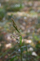 Calamagrostis