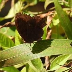 Junonia hedonia