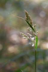 Calamagrostis