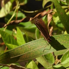 Junonia hedonia