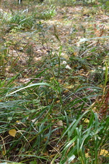 Calamagrostis