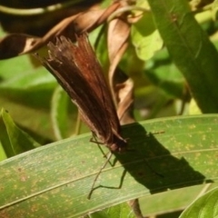 Junonia hedonia