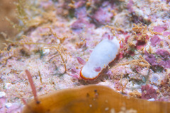 Goniobranchus