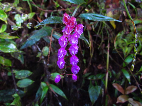 Sertifera