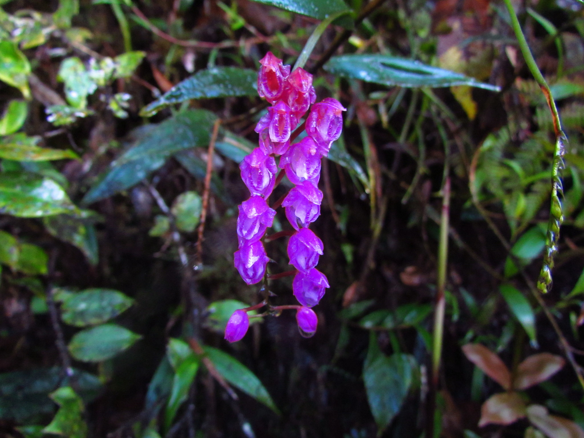 Sertifera