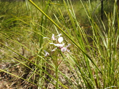 Diuris alba