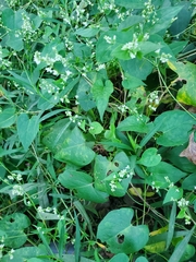 Fallopia scandens