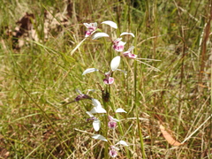 Diuris alba