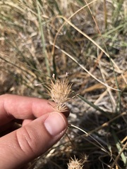 Leptosiphon breviculus