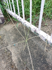 Digitaria ciliaris