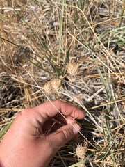 Leptosiphon breviculus