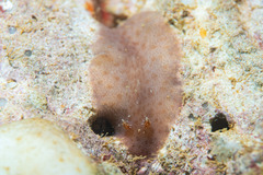 Nudibranchia