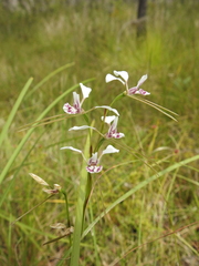 Diuris alba