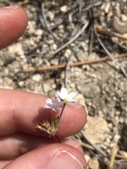 Leptosiphon breviculus