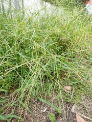 Digitaria ciliaris