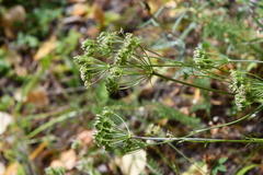 Kitagawia baicalensis