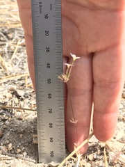 Leptosiphon breviculus