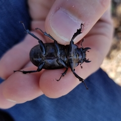 Lucanus mazama