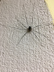 Mitopus glacialis