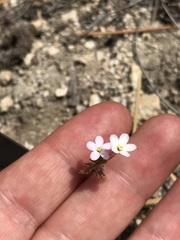 Leptosiphon breviculus