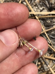 Leptosiphon breviculus