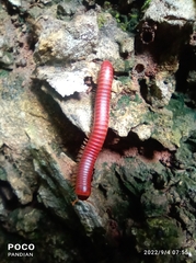 Trigoniulus corallinus