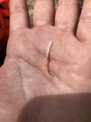 Leptosiphon breviculus