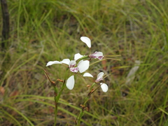 Diuris alba