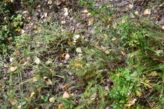 Kitagawia baicalensis