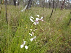 Diuris alba