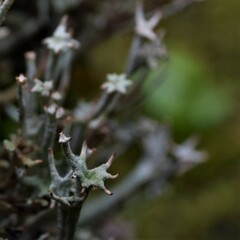 Cladonia multiformis