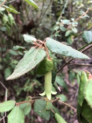 Correa reflexa lobata