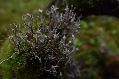 Cladonia multiformis