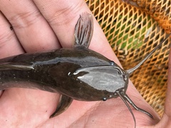 Clarias batrachus
