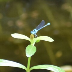 Pseudagrion