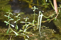 Pseudagrion