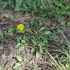 Taraxacum serotinum