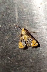 Nymphicula