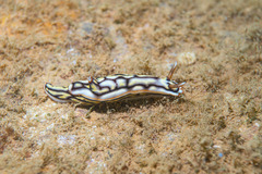 Hypselodoris jacksoni