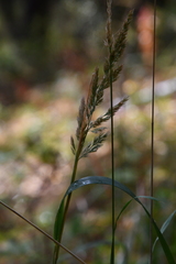 Calamagrostis