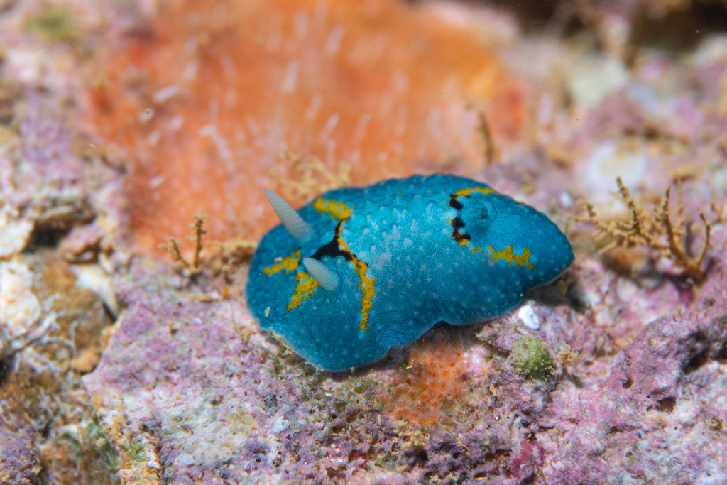 Aldisa theveneti