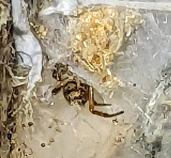 Steatoda nobilis