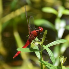 Rhodothemis rufa