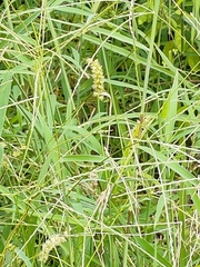 Cenchrus echinatus