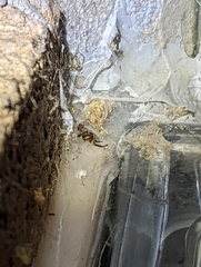 Steatoda nobilis