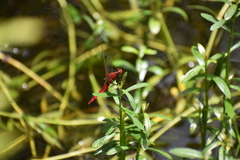 Rhodothemis rufa