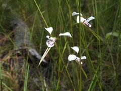 Diuris alba