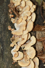 Lentinellus