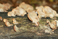 Lentinellus